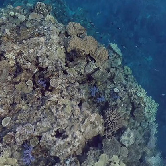 Save the Reef: Act Now
